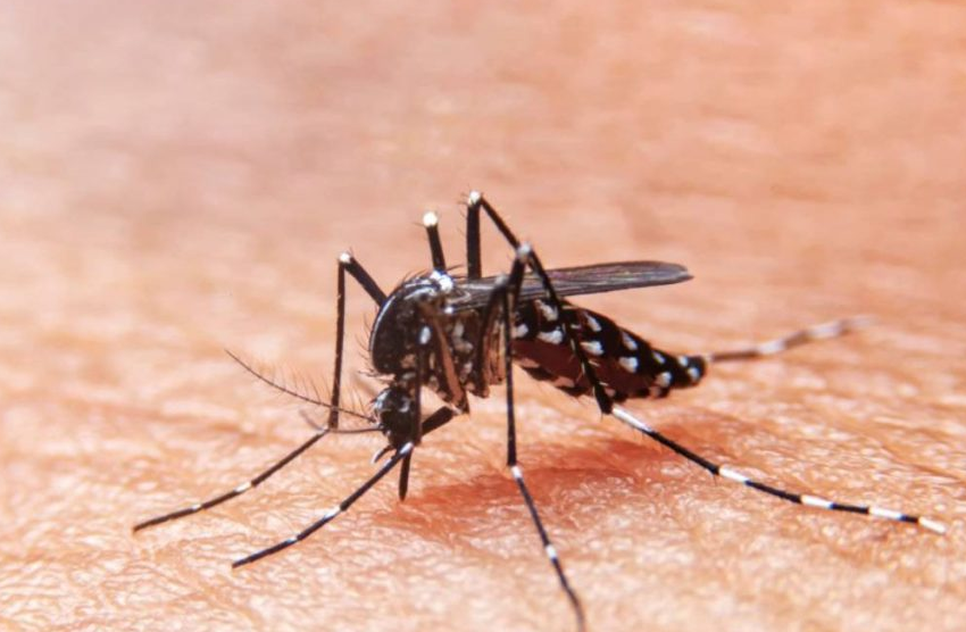 Sergipe registra queda no número de casos de dengue
