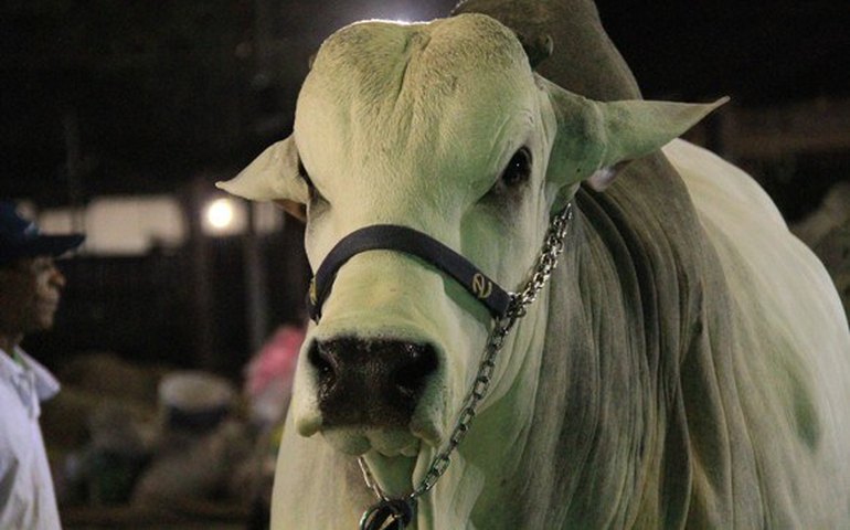 Prazo para declaração de vacinação contra aftosa termina dia 15
