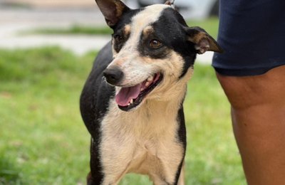 Palmeira bate meta e vacina mais de 13 mil animais contra a raiva