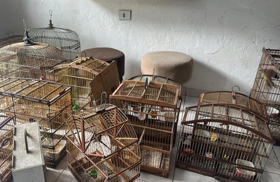 Polícia Militar resgata dezenas de aves silvestres em municípios do interior de Alagoas