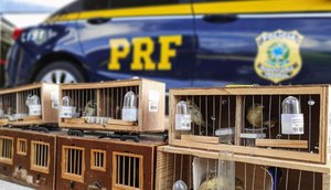 f7a7fc24-c1ab-4e38-9319-80543a3de189 / Foto: Foto: PRF