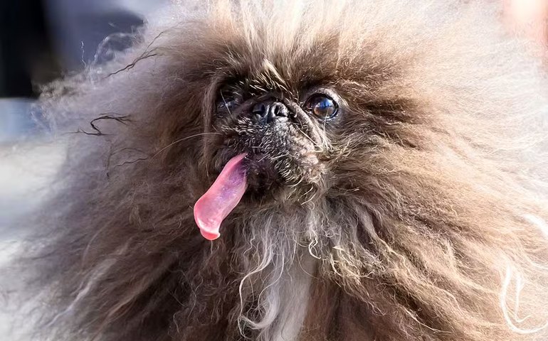 Pequinês de língua caída e sem dentes é eleito o cão mais feio do mundo