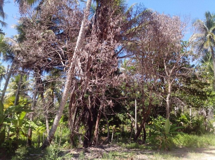 Sempma flagra crimes ambientais no Litoral Norte de Maceió