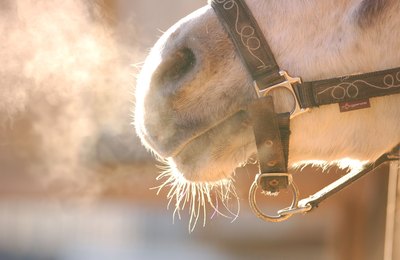 Cuidados com a saúde respiratória dos equinos devem ser reforçados no inverno