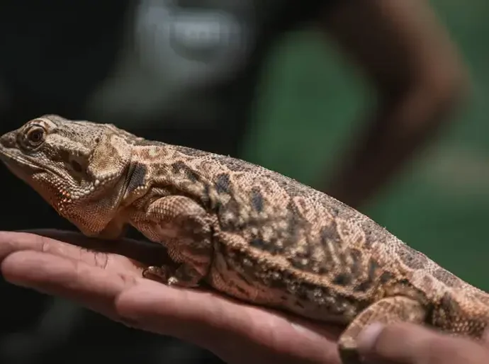 Mercado de pets exóticos cresce em Alagoas e impulsiona negócios especializados