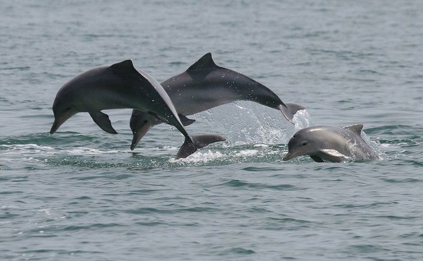 Estudo detecta bactéria da leptospirose em golfinhos e lobos-marinhos