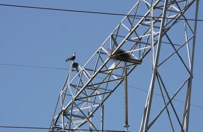 AXIA Energia implementa projeto que promove a convivência entre aves e linhas de transmissão no Nordeste