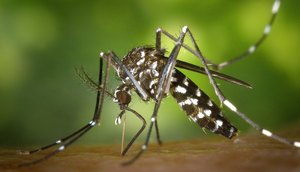 dengue-1920x1024