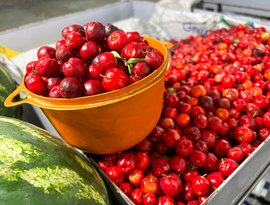 Maragogi sedia etapa Norte do Circuito Regional de Feiras