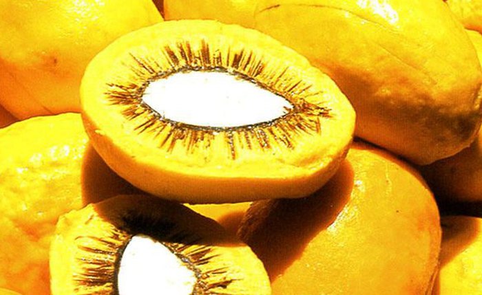 Unesp encontra forma criativa e sustentável de aproveitar fruto