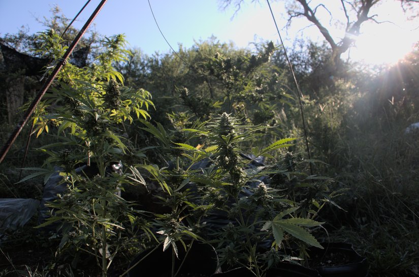 Documentário sobre cannabis e política de drogas estreia em antiga prisão de Curitiba