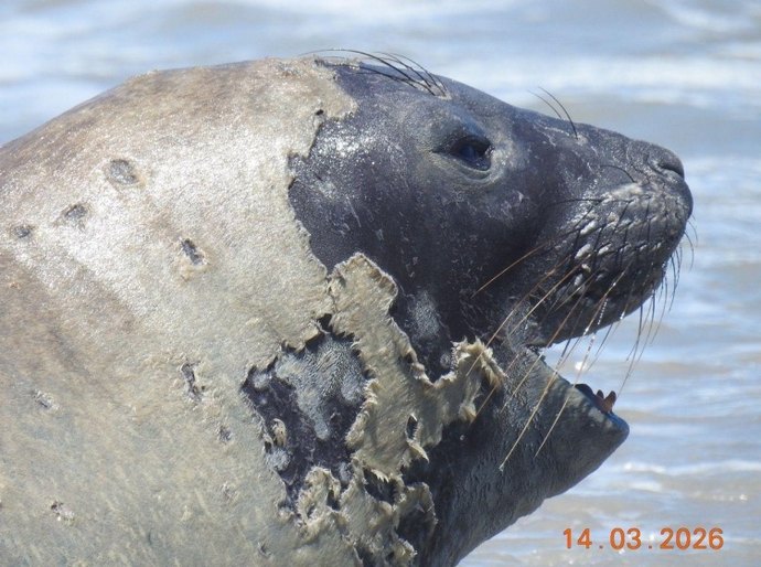 Banhistas devem manter distância de elefante-marinho que chegou à praia de Maceió