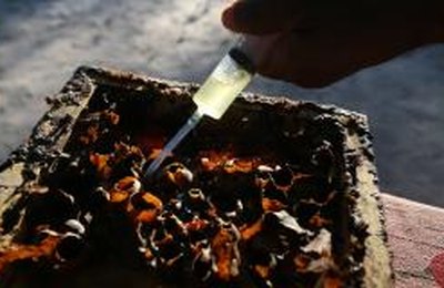 Soro contra veneno de abelhas começa a ser testado em humanos