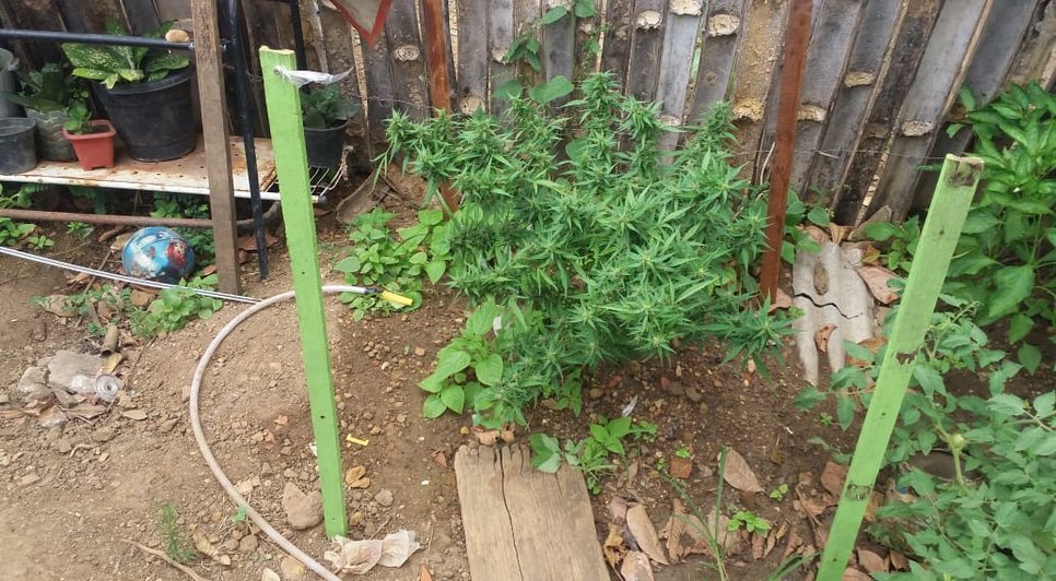 Pé de maconha / Foto: Polícia 9º Batalhão