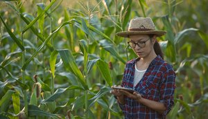 Sergipe registra de aumento 5,4% na produtividade agrícola / Foto: Foto: Freepik/ Ilustrativa
