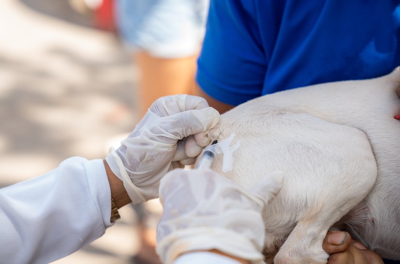 Saúde de Maceió imuniza quase 34 mil animais no segundo dia de vacinação antirrábica