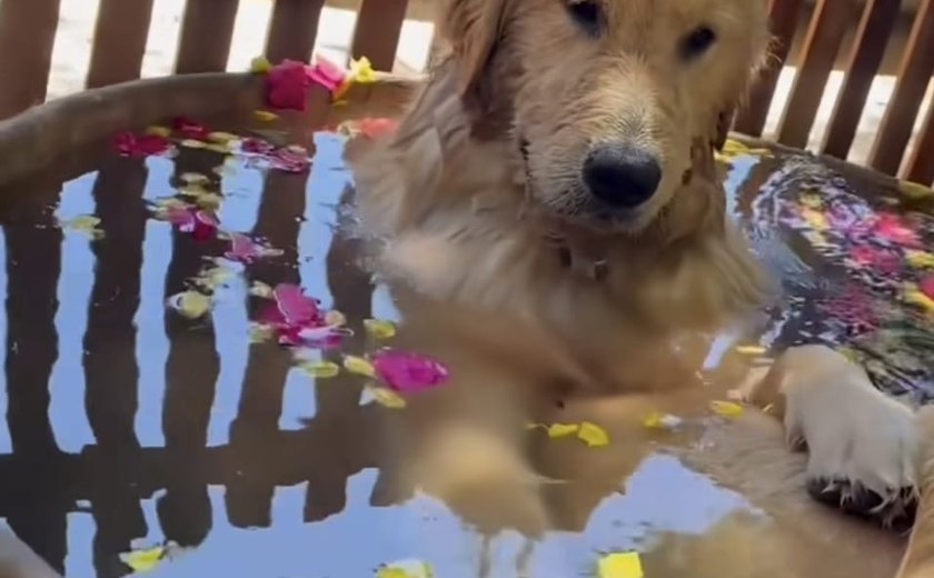 Preciso deixar meu Cão em um hotelzinho: será que ele vai se adaptar?