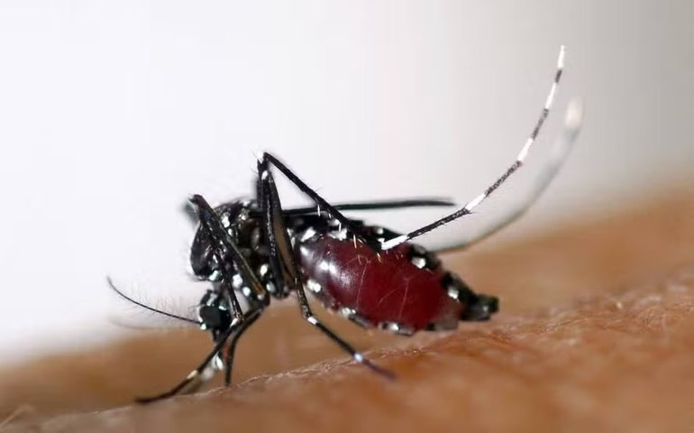 Mosquito da dengue usa infravermelho para detectar alvos humanos, diz estudo
