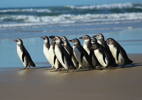 Rede de atendimento cuidará de pinguins resgatados na costa brasileira
