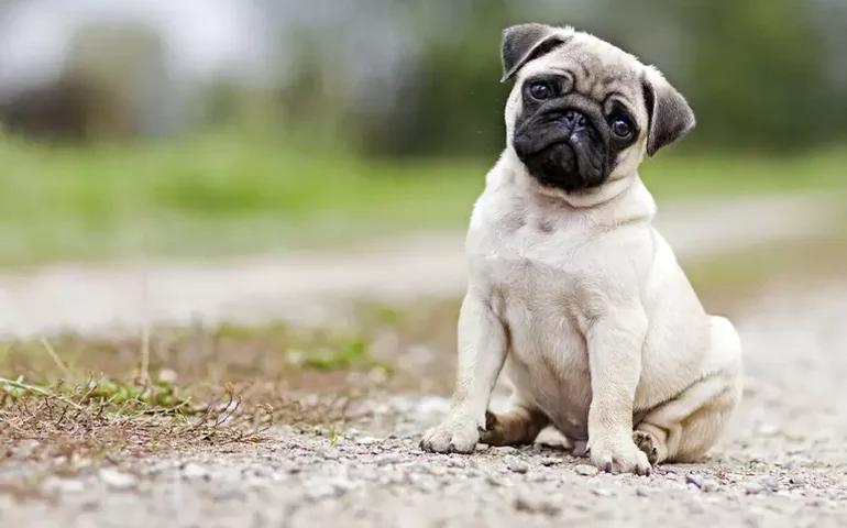 Pugs, bulldogs e ‘salsichas’: a busca pela perfeição estética causa sofrimento aos cães