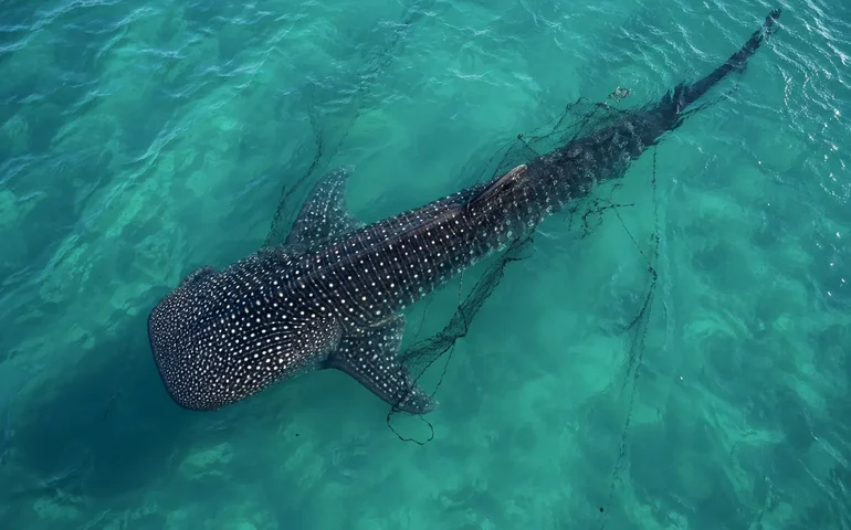 Tubarão-baleia é flagrado preso em rede de pesca em Arraial do Cabo