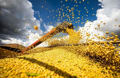 Valor da produção agrícola brasileira recua 3,9% em 2024, mostra IBGE