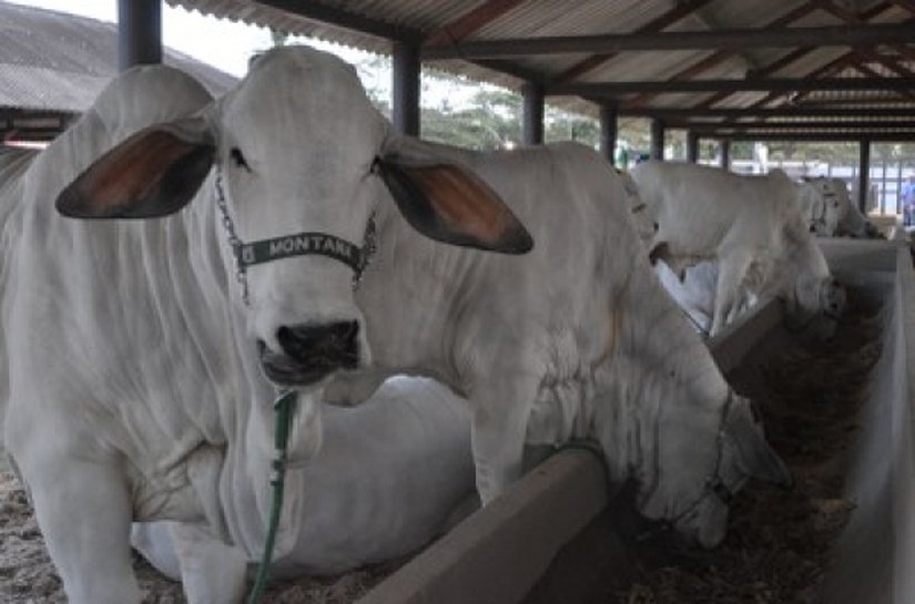 Governo de Alagoas fará distribuição de sêmen para gado leiteiro