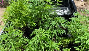 Homem é preso por cultivar e vender mudas de maconha em Salgado / Foto: Foto: SSP/SE