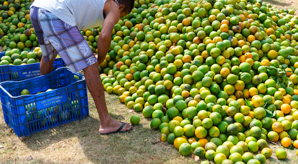 Laranjas / Foto: Reprodução: Foto -Thiago Santos