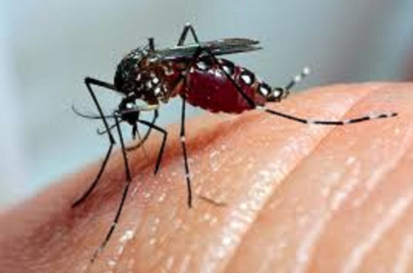 Aedes aegypti: SMS divulga boletim epidemiológico