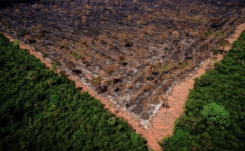 Desmatamento na Amazônia em junho é o maior em 5 anos