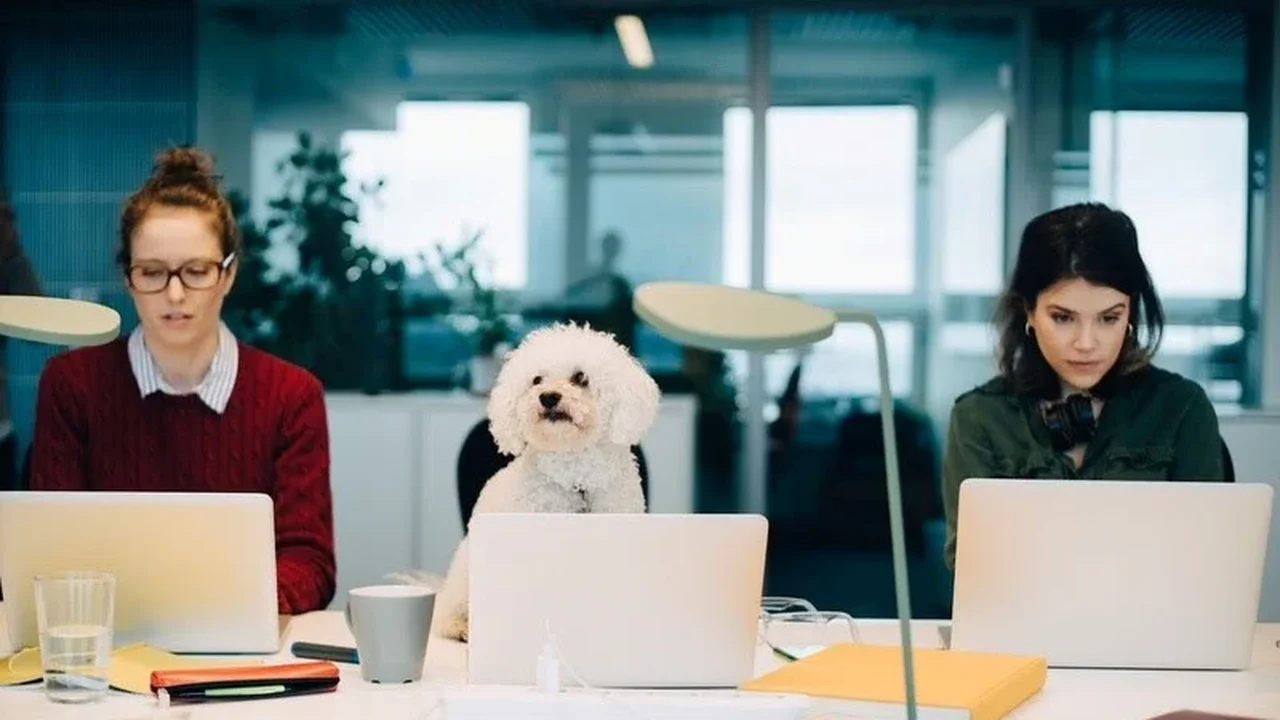 Empresas incorporam pets à rotina corporativa