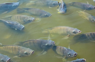 Phibro leva soluções nutricionais e vacinas autógenas para peixes à Aquishow 2026