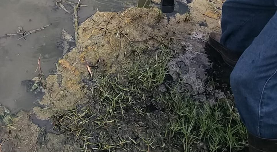 Adema investiga mortandade de peixes em barragem de Nossa Senhora da Glória / Foto: Divulgação/Adema
