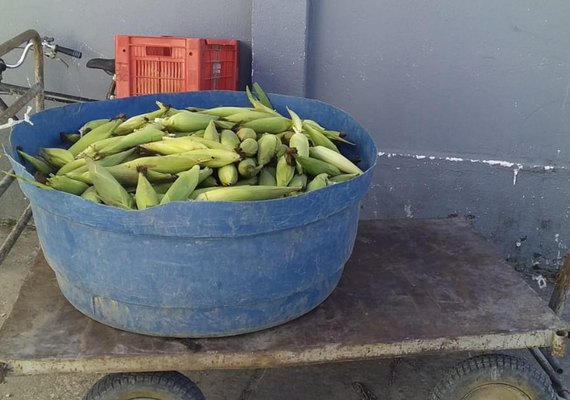 Apenados plantam milho e colhem 4 mil espigas da horta do sistema prisional