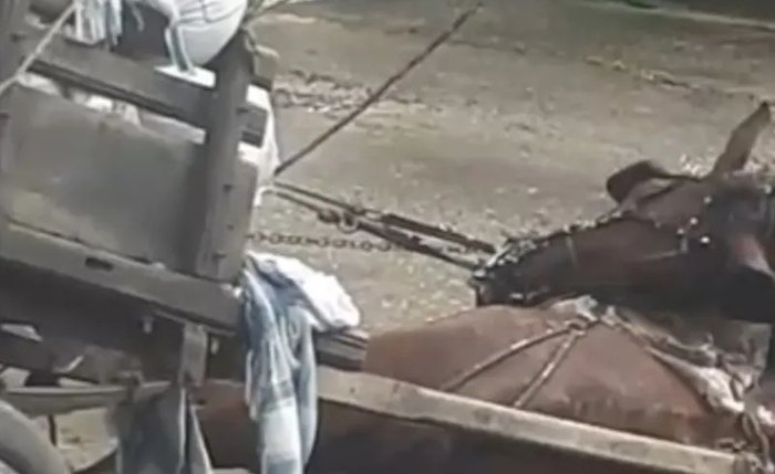 Cavalo morre eletrocutado após fios de alta tensão caírem