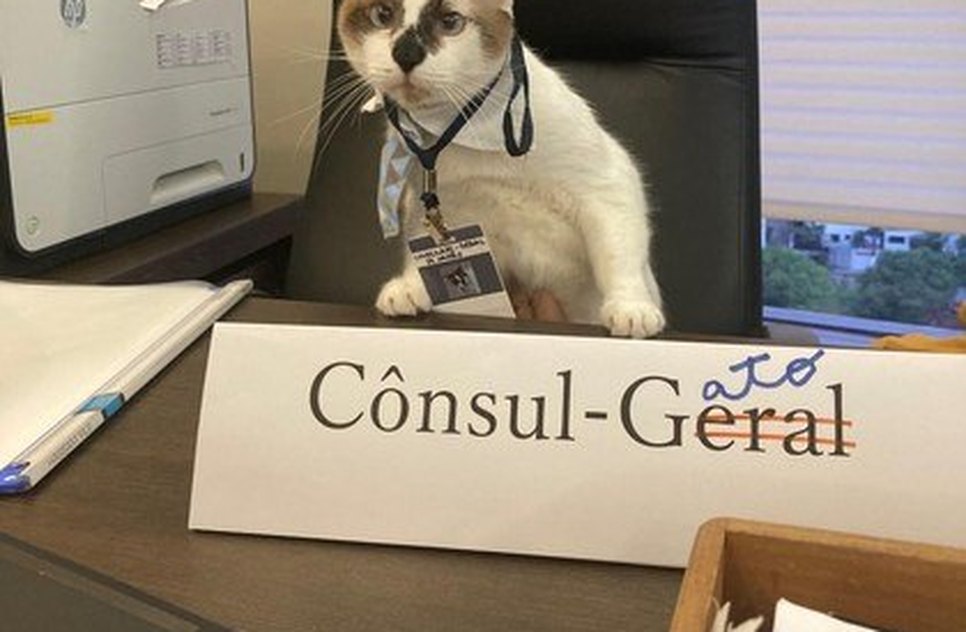 'Cônsul-gato' no seu escritório, em Recife. (Foto: Instagram/@consuladogeraldojapao_recife)