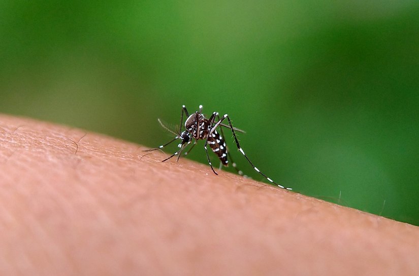 Estudo aponta que o Brasil poderá registrar até 1,8 milhão de casos prováveis de dengue até 2026