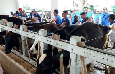 Agricultura promove curso de inseminação artificial em bovinos