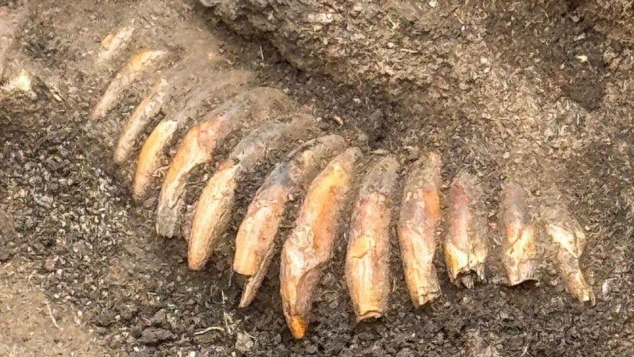Sepultamento pré-histórico de 5.000 anos é descoberto sob cemitério romano na Polônia