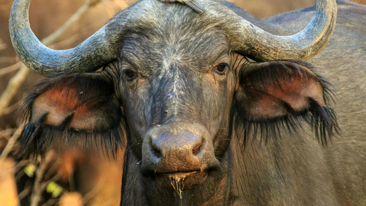 Dia Mundial dos Animais reforça compromisso global com a vida de todas as espécies