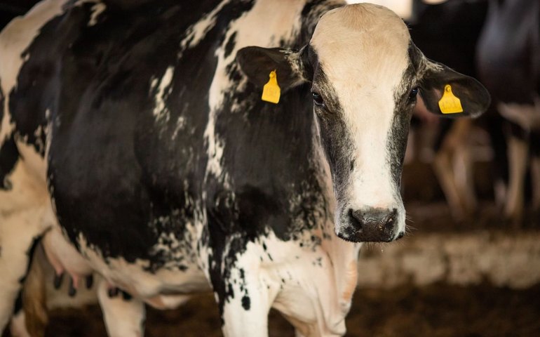 China habilita 4 frigoríficos e retira embargo de unidade da BRF e do Redentor, diz Abiec