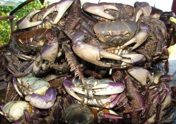 IMA/AL alerta sobre o período de defeso do caranguejo-uçá e proibição de pesca até 3 de abril