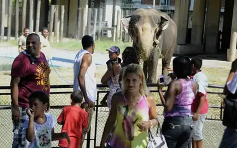Homem invade recinto de elefante no Zoológico de Brasília