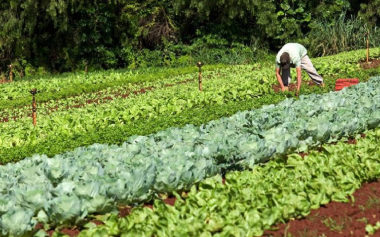 Parlamentares destinam R$ 10,1 milhões em emendas para compra de alimentos