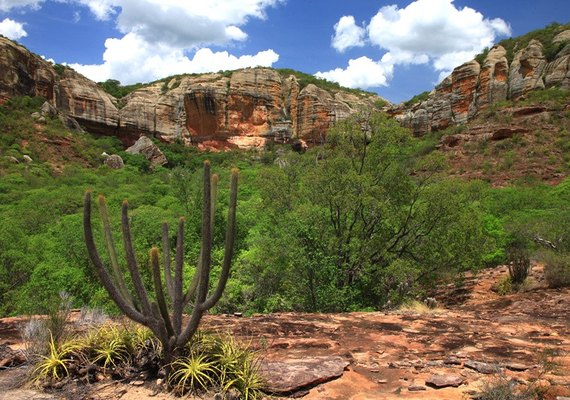Aprovado projeto de proteção do bioma Caatinga em Alagoas