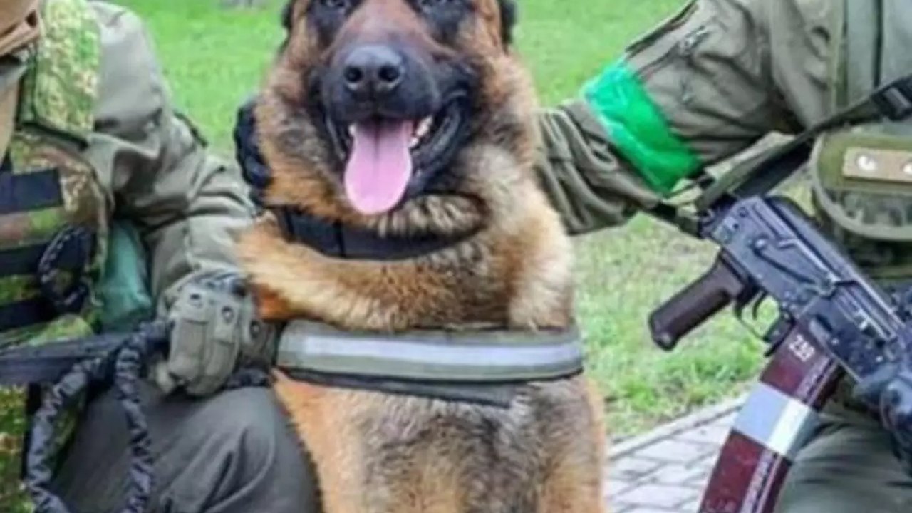 Cão do Exército Russo é resgatado por tropas da Ucrânia