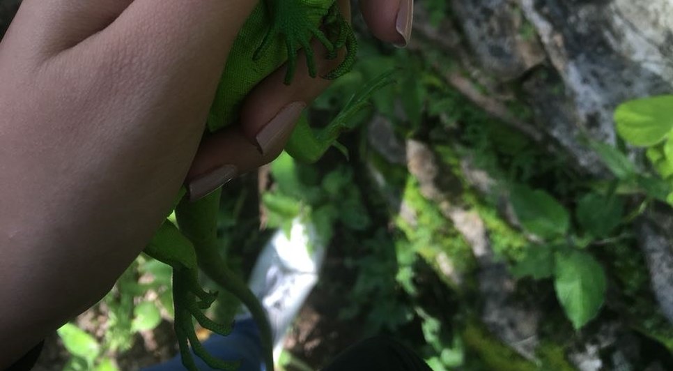 Iguana / Foto: Ascom/Adema
