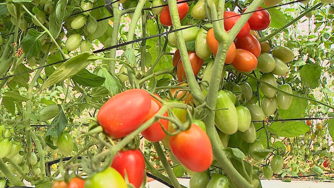 Tomate registra queda de preço pelo 2º mês consecutivo em maio, aponta Prohort da Conab