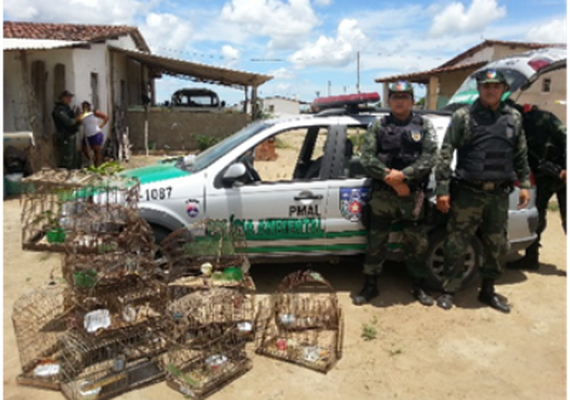 Operação do BPA combate cativeiro ilegal de animais silvestres no interior de AL